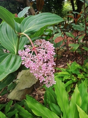 Medinilla cummingii