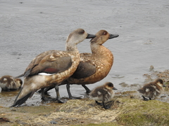 Lophonetta specularioides