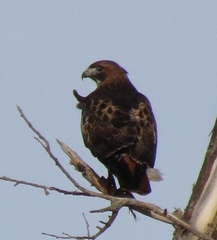 Buteo jamaicensis