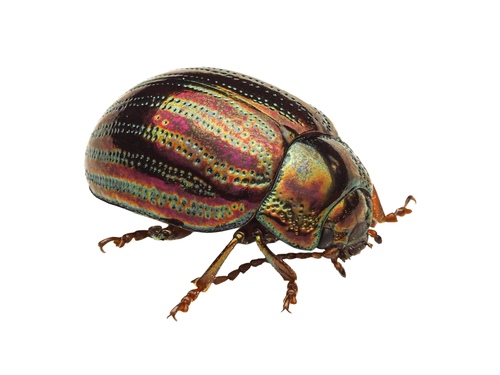 Chrysolina americana (Linnaeus, 1758)