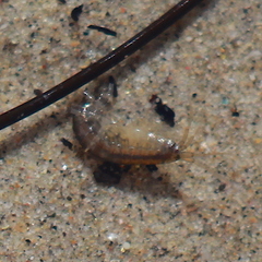 Melitidae