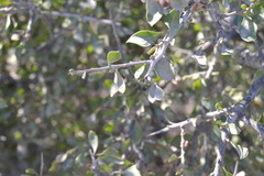 Condalia viridis