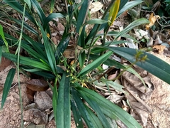 Dianella ensifolia