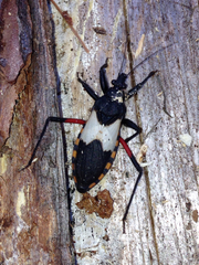 Microtomus purcis