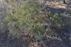 Condalia viridis