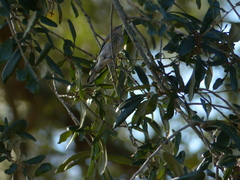 Setophaga coronata