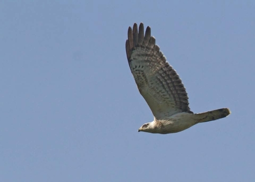 Falco pecchiaiolo