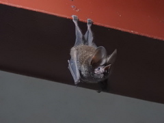 Trachops cirrhosus
