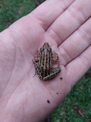 Leptodactylus plaumanni