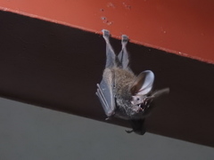 Trachops cirrhosus