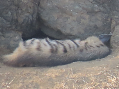Striped Hyaena
