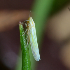 Dikraneura angustata