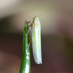 Dikraneura angustata