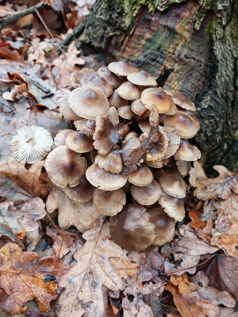 Mycena inclinata · November 2025 · photo: © p_andrey (iNaturalist, cc-by-nc)