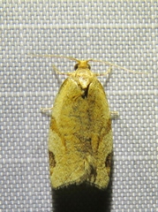 Paramesia gnomana