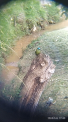 Momotus aequatorialis