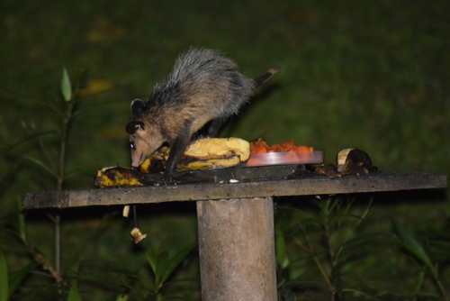 Southern Opossum