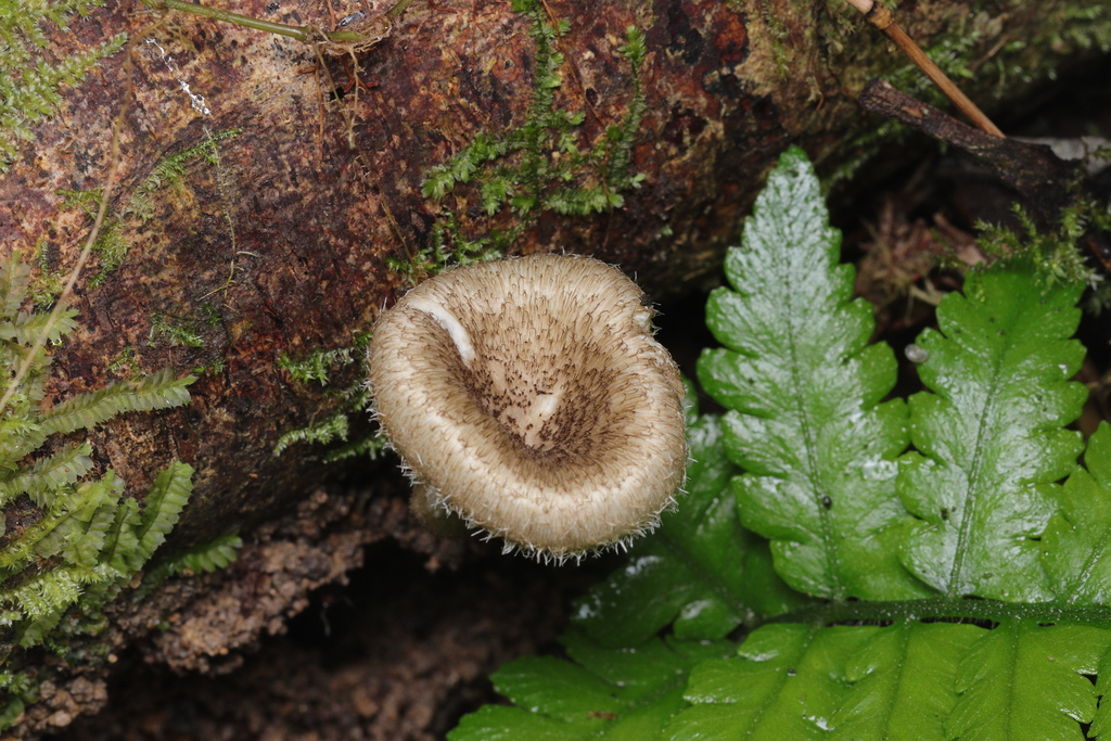 Lentinus crinitus · November 2025 · photo: © carlosalexandreraposo (iNaturalist, cc-by-sa)