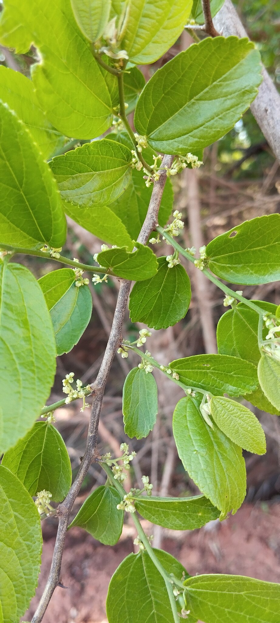 Celtis alnifolia