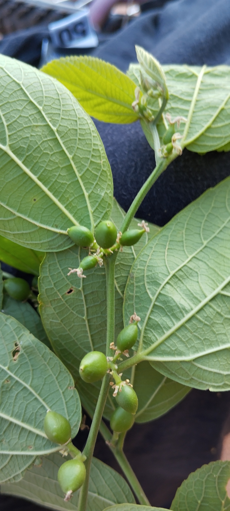 Celtis alnifolia