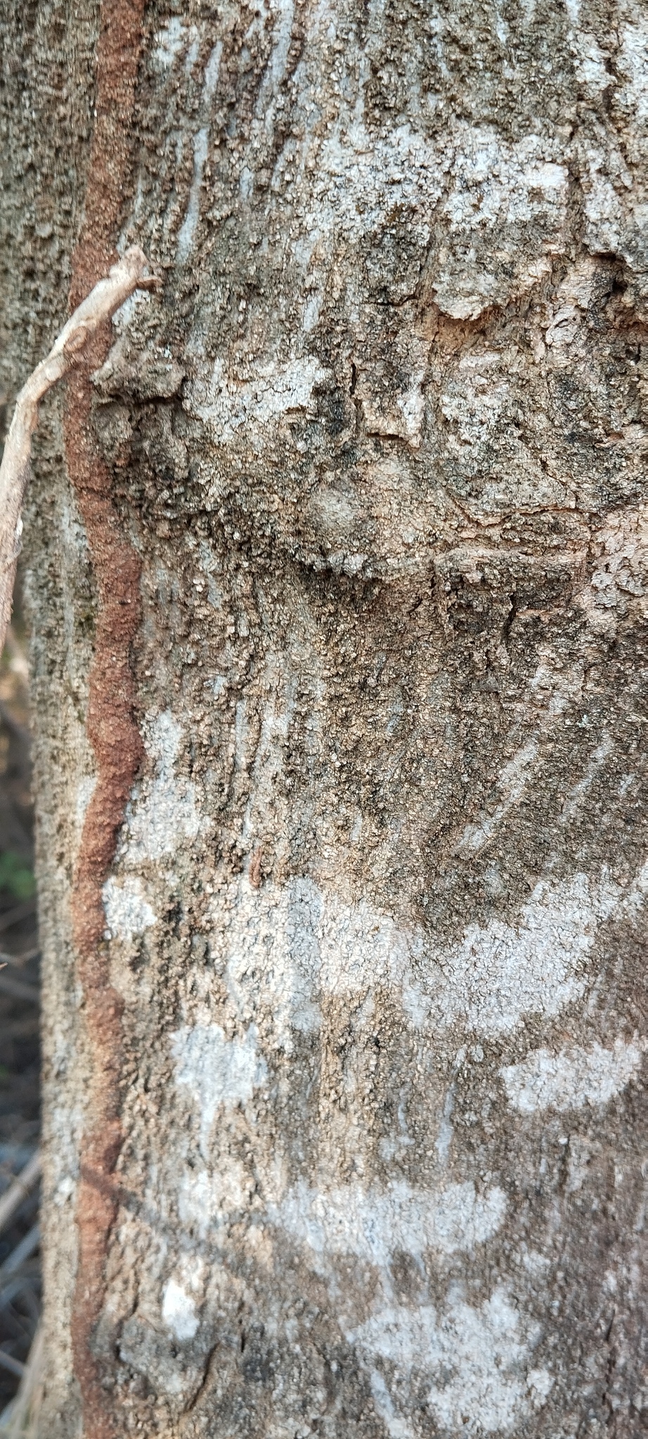Celtis alnifolia