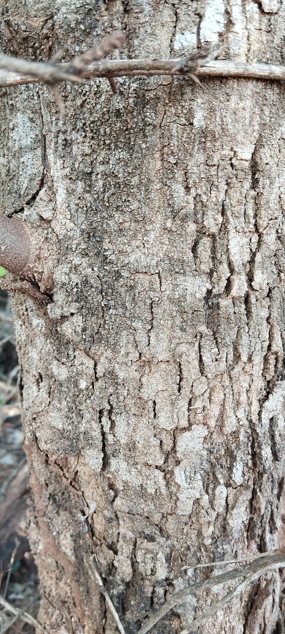 Celtis alnifolia