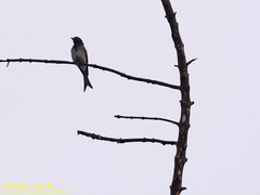 Dicrurus caerulescens insularis