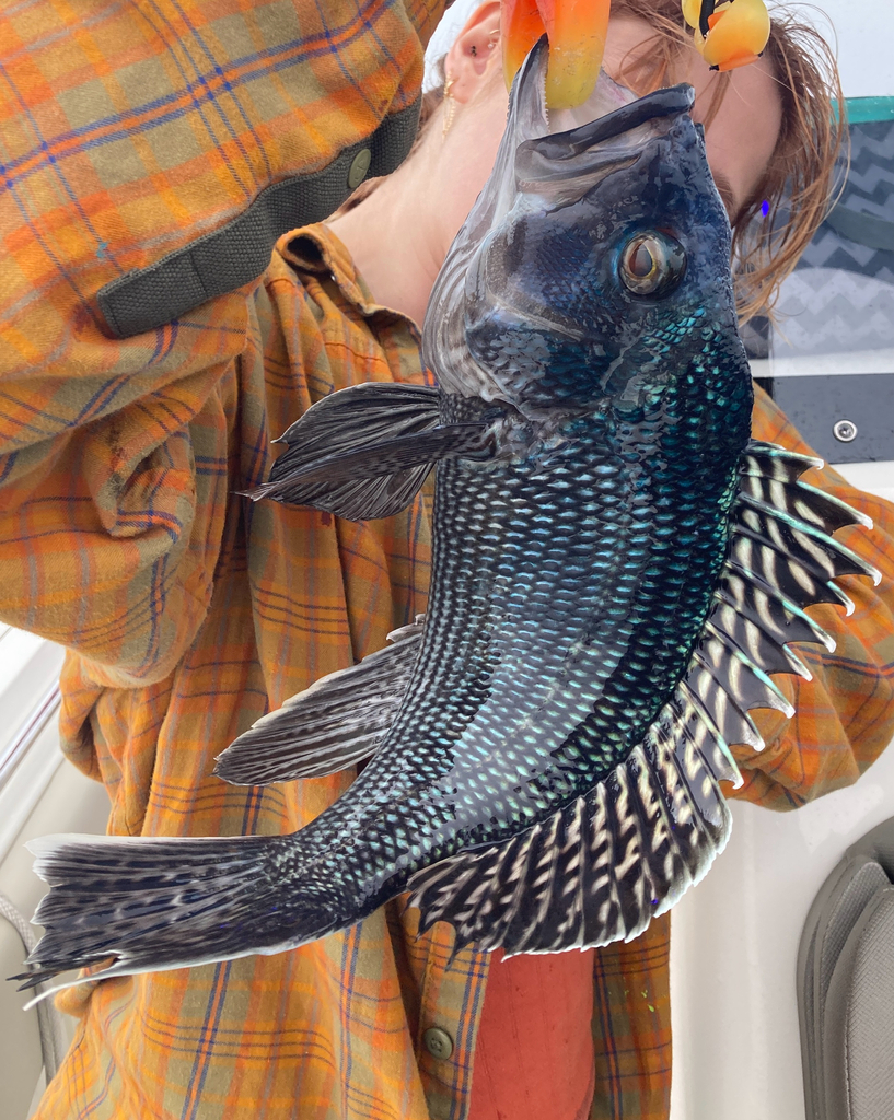 Black Sea Bass