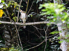 Nisaetus cirrhatus ceylanensis