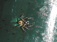 Phintelloides versicolor