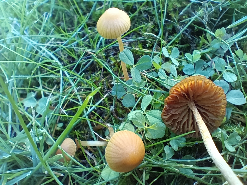 Galerina · November 2025 · photo: © considerthelilies (iNaturalist, cc-by)