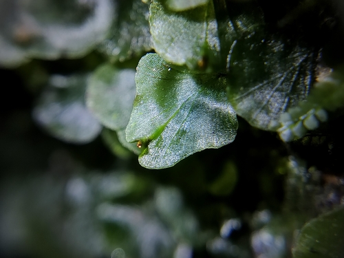 Didymoglossum bimarginatum observed 2025-11-01