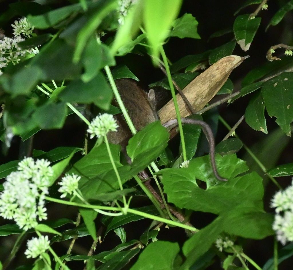 Tree Rats Indo Indochinese Forest Rat in November 2025 by 管牧山 · iNaturalist