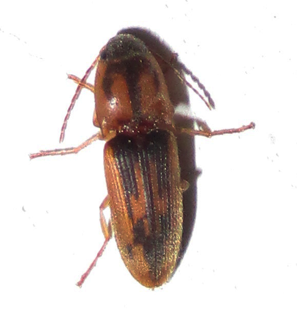 Aeoloderma
