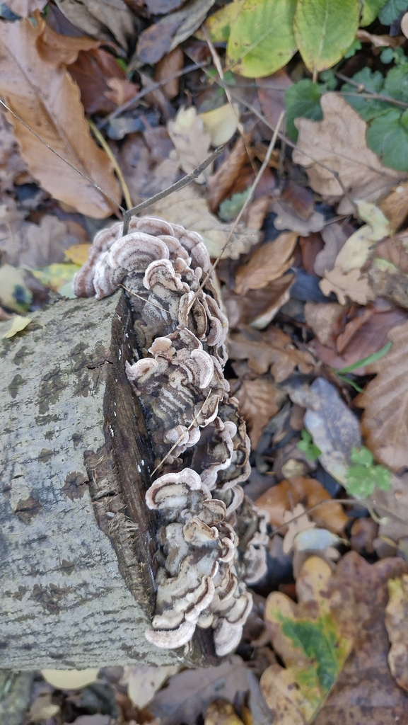 Auricularia mesenterica · November 2025 · photo: © cfg (iNaturalist, cc-by)