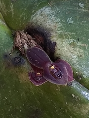 Pleurothallis cordata