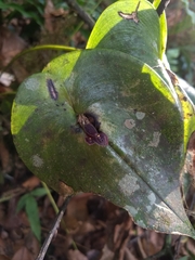 Pleurothallis cordata