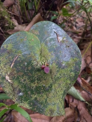 Pleurothallis cordata