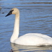 Trumpeter Swan - Photo (c) belyykit, some rights reserved (CC BY-NC), uploaded by belyykit