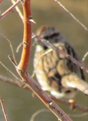Melospiza melodia