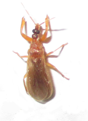 Enicocephalidae