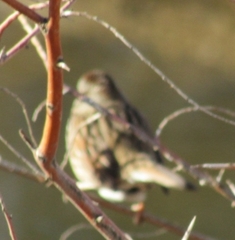 Melospiza melodia