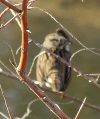 Melospiza melodia