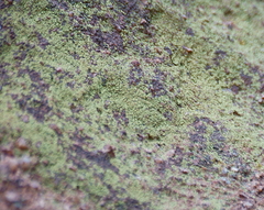 Flavoplaca citrina