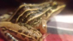 Leptodactylus gracilis