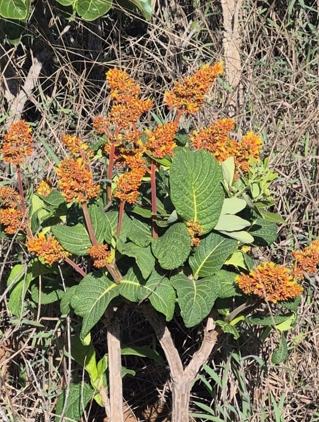 Palicourea rigida