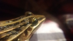 Leptodactylus gracilis