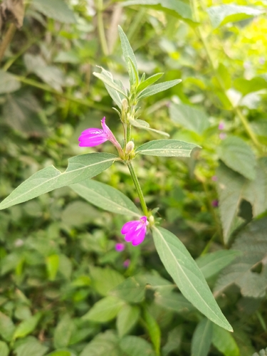 Justicia ladanoides
