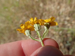 Eriophyllum latilobum