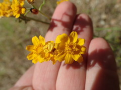 Eriophyllum latilobum